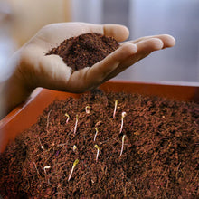 cocopeat block 5 kg