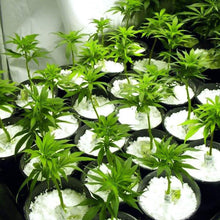 15050 gardening perlite 250gm