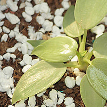15050 gardening perlite 250gm