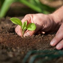 cocopeat block 5 kg